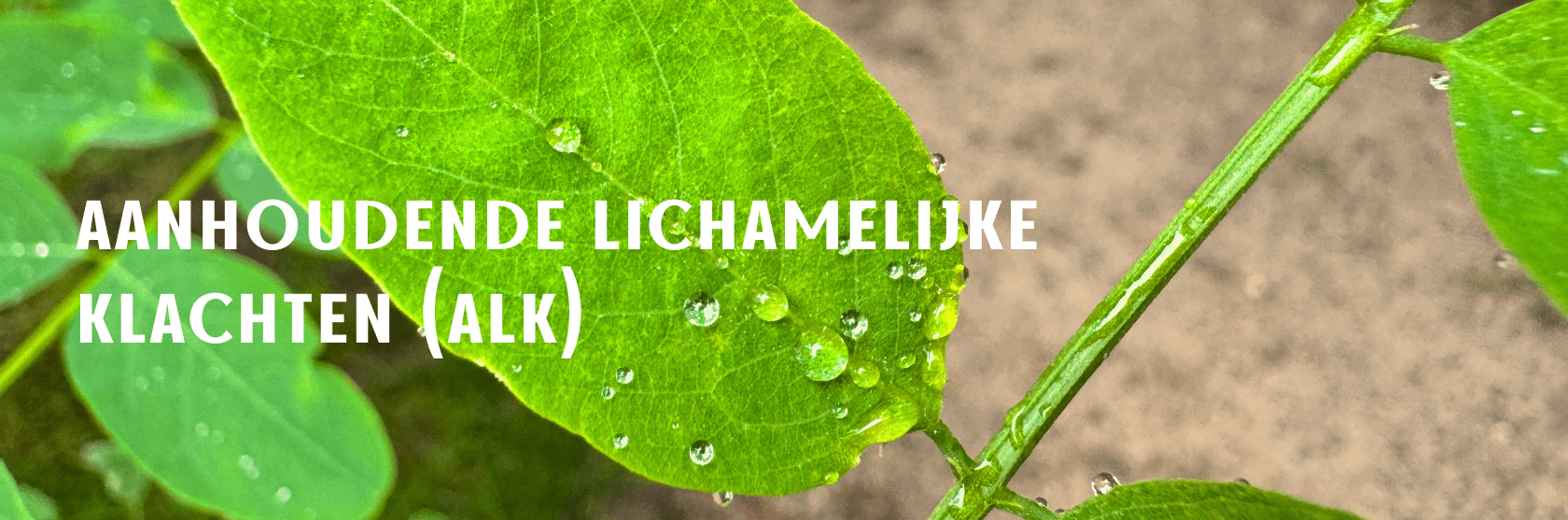 Bladeren met regendruppels in het bos