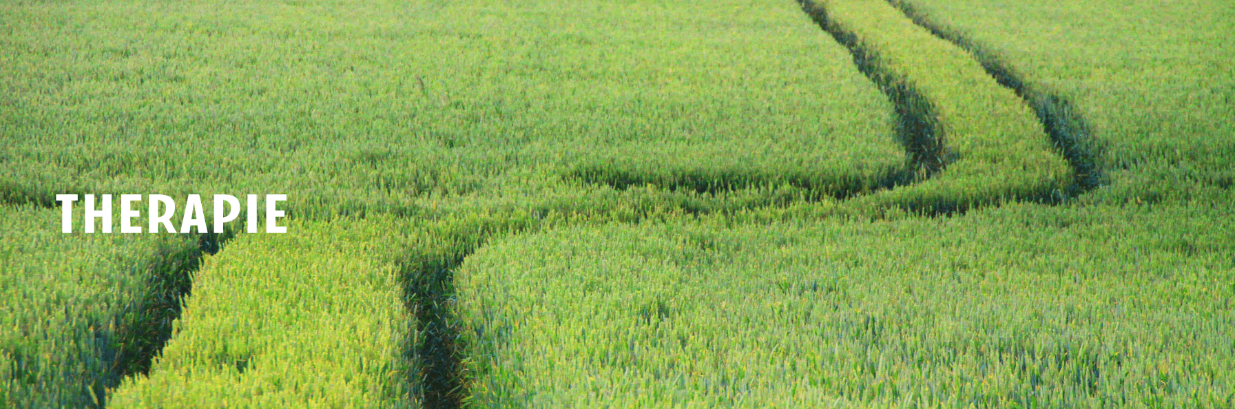 Smal looppad door hoog groen graanveld als symbool voor de weg die je gaat op weg naar herstel