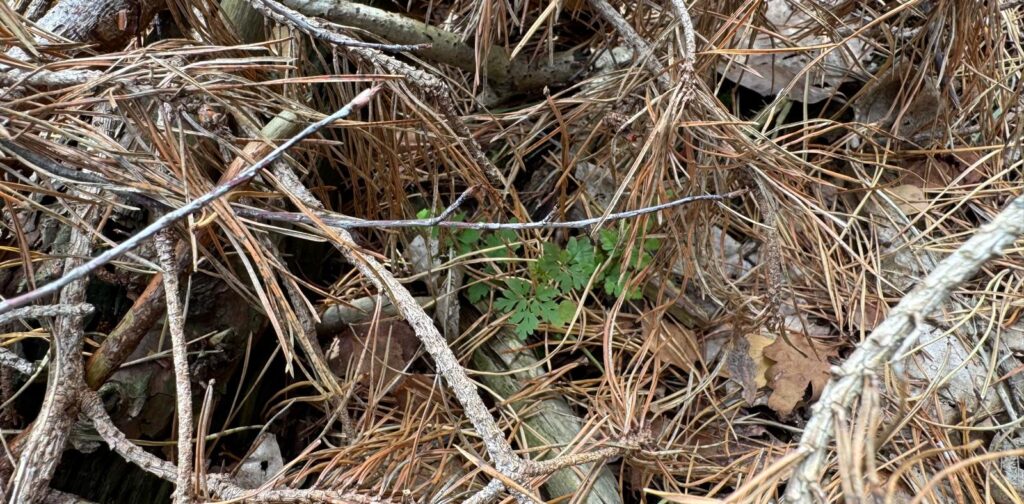 Nieuw leven dat zichtbaar wordt te midden van dorre takken in het bos – symbool voor primaire emoties die onder secundaire emoties vandaan komen.